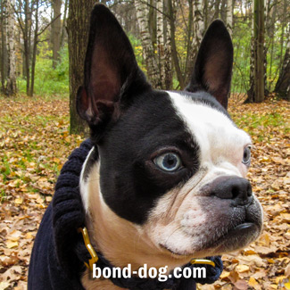 Boston Terrier James Bond