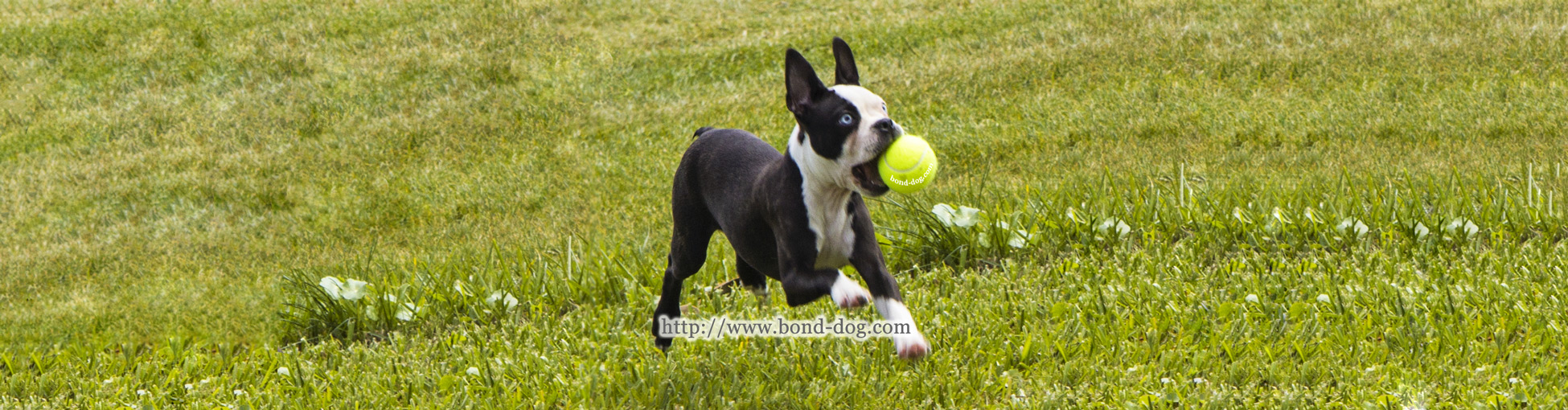 See James Bond boston terrier run