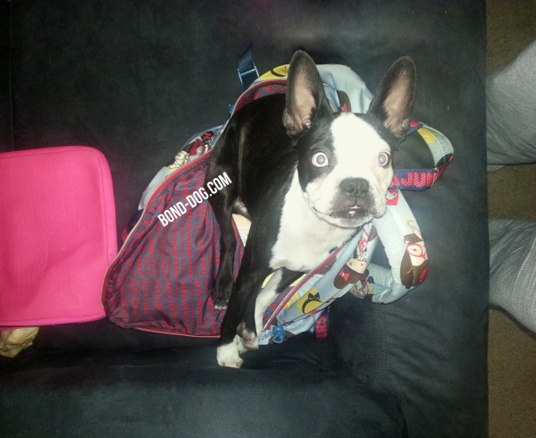 Boston Terrier's School