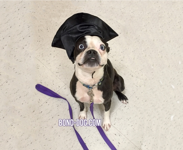 Boston Terrier finished PetSmart school