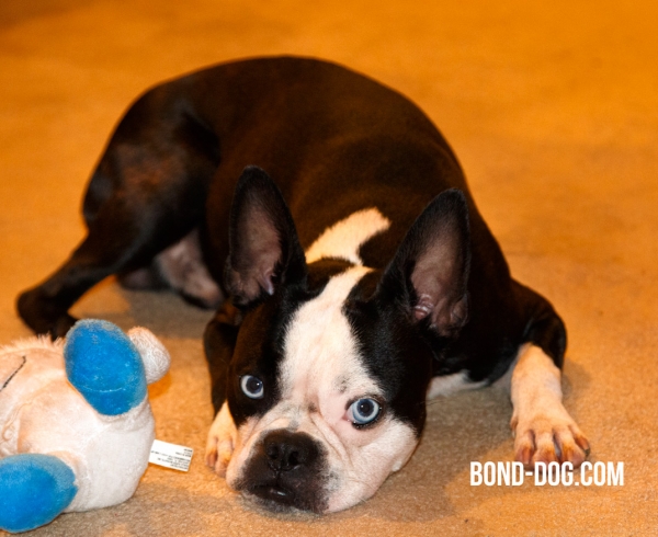 Boston Terrier loves play