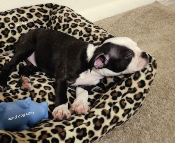 Boston terrier first picture
