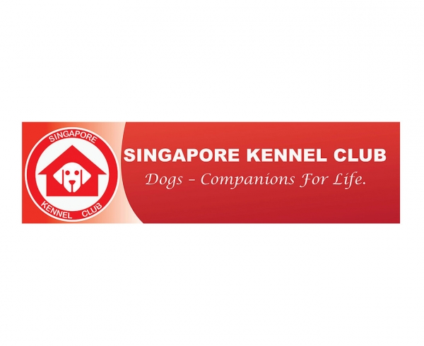 Бостон терьер член Singapore Kennel Club