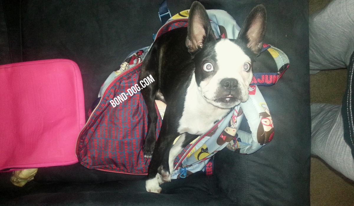 Boston Terrier's School Boston Terrier's School