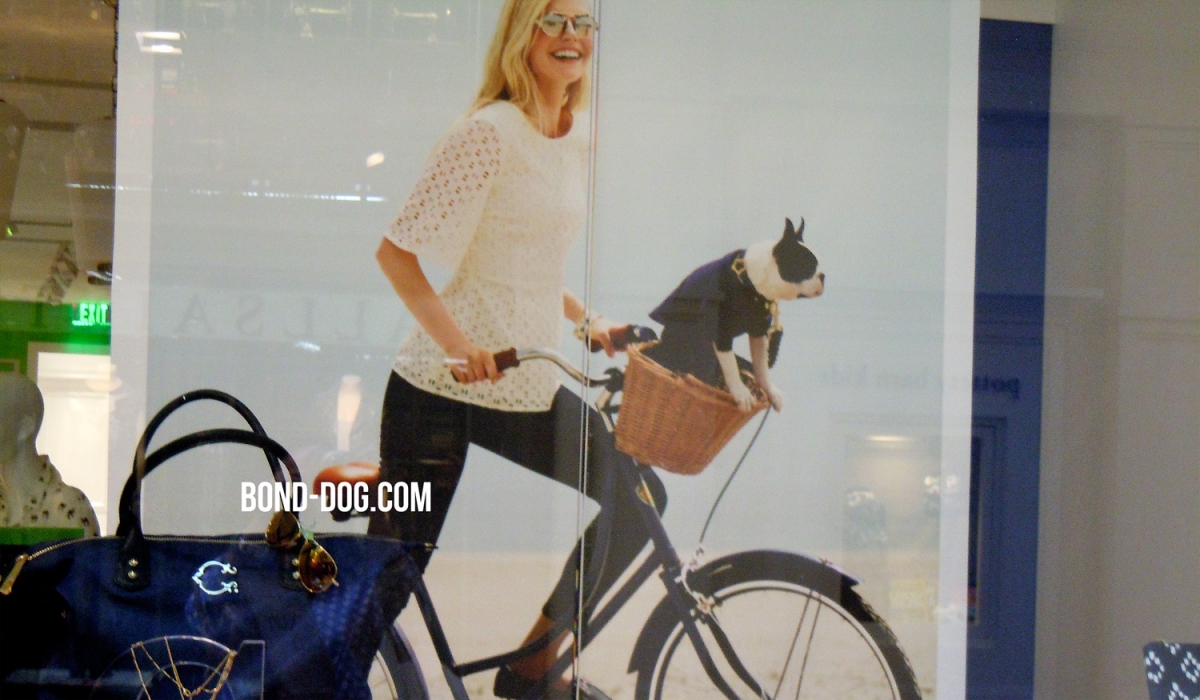 Boston Terrier advertising for C Wonder