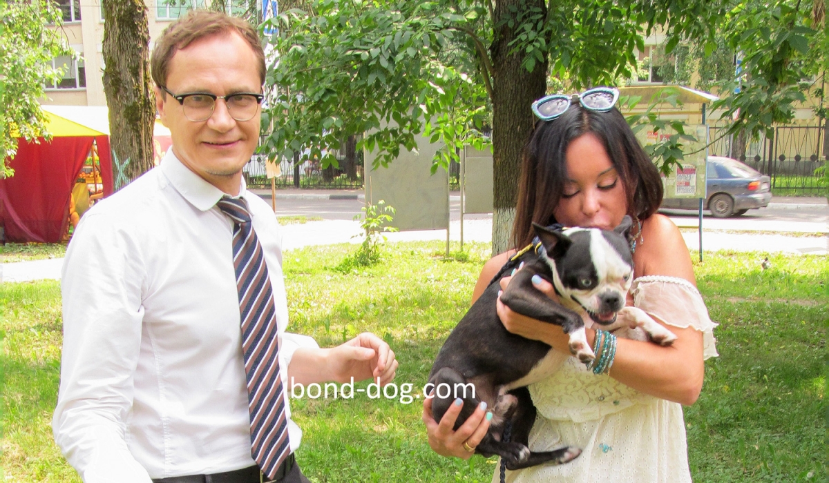 Boston Terrier shooting for TV Series Boston Terrier shooting for TV Series