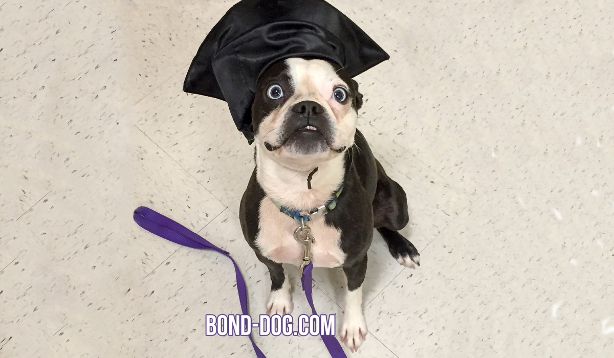 Boston Terrier finished PetSmart school