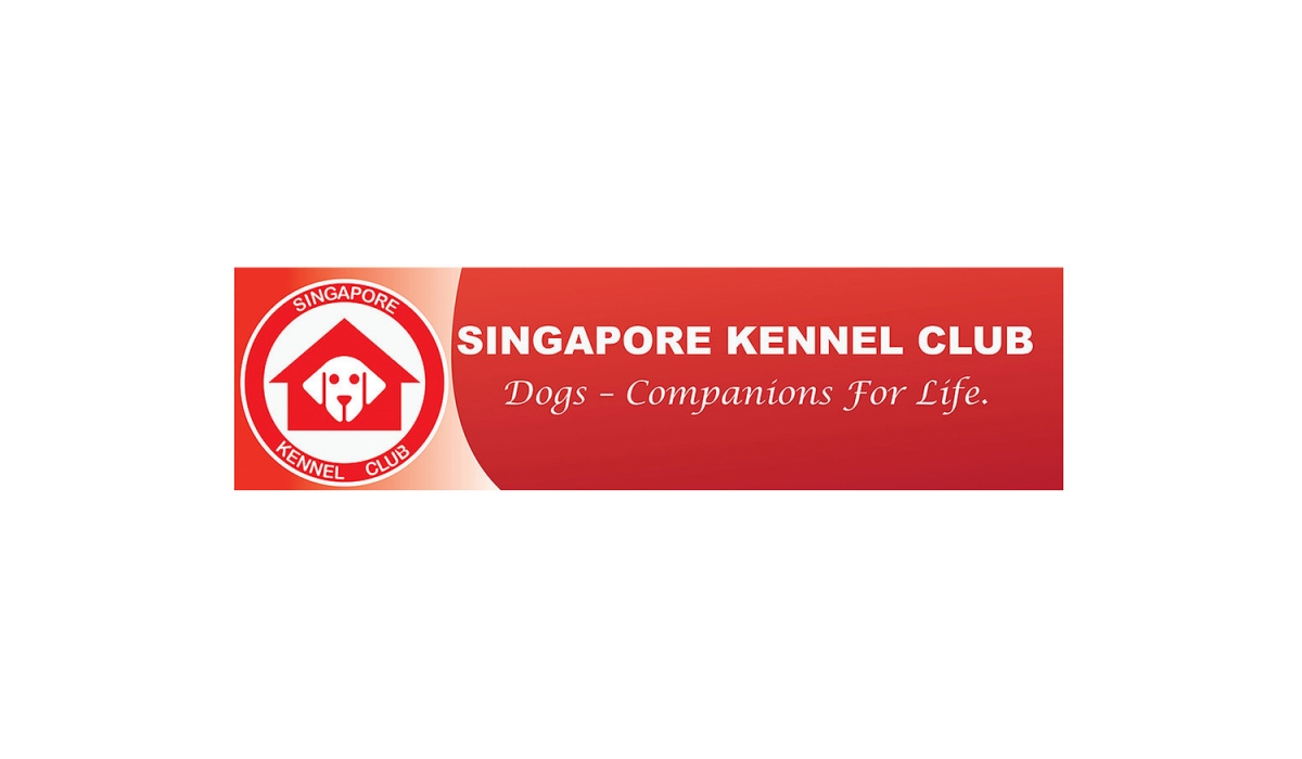 Бостон терьер член Singapore Kennel Club