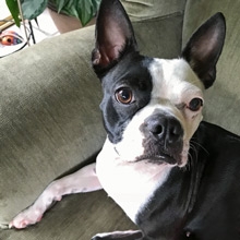 Juju-Mia female boston terrier