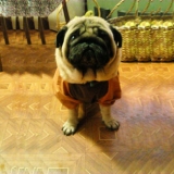 Melancholy Pug Richard