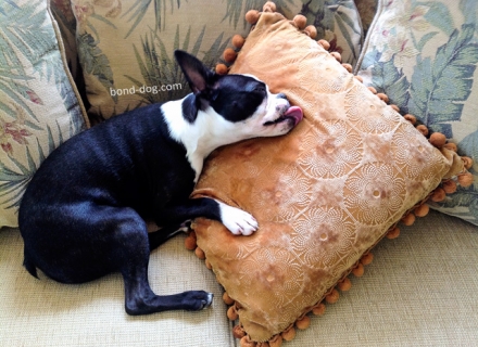 Boston Terrier Magic Dreams