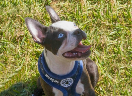 Boston Terrier Training