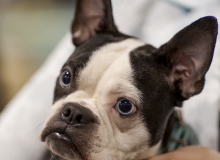 Boston Terrier James Bond