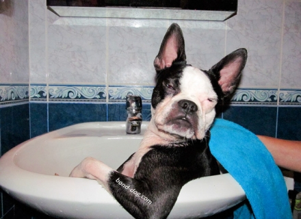 Boston terrier bathing