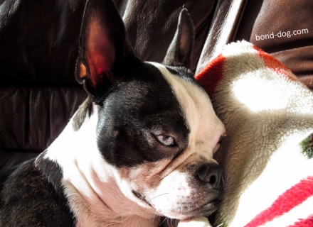 Boston terrier wants sleep