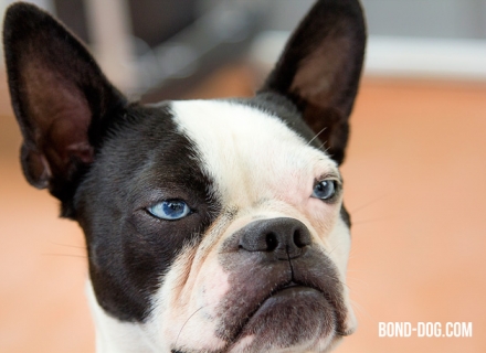 Boston terrier portrait