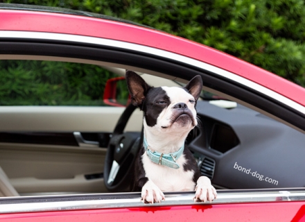 Boston terrier smiling