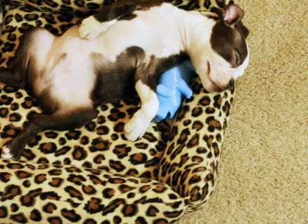 Boston Terrier Sweet Dreams